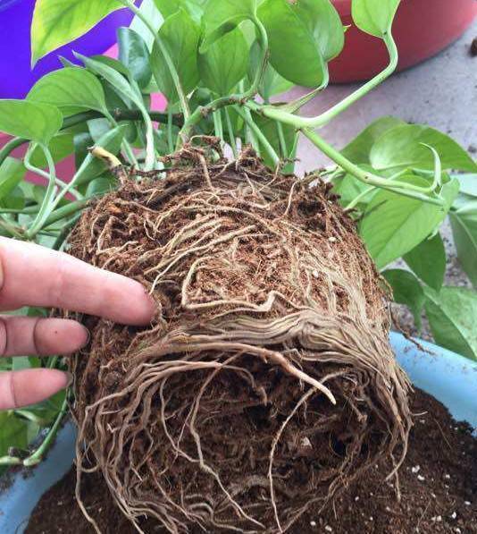 快死的绿萝怎么爬墙?