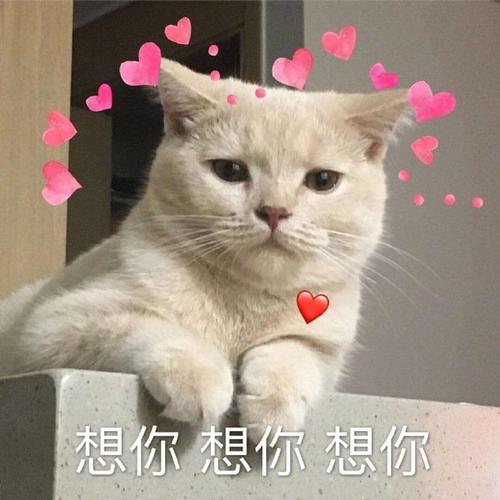 猫咪表情包25张我这一巴掌下棋你可能会死