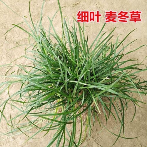 麦冬-古润园林-阔叶宽叶麦冬高清图片 高清大图