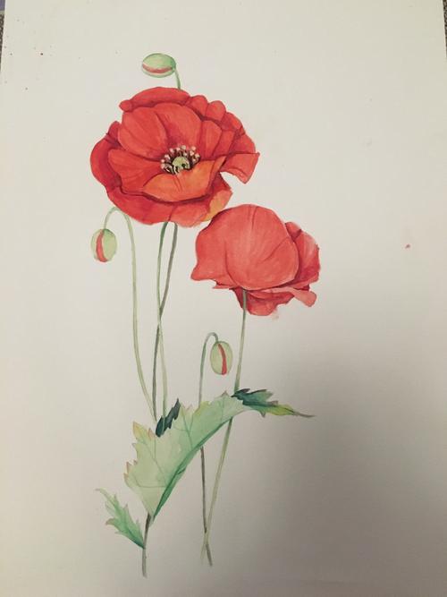 水彩画,罂粟花._水彩画_马利怎么样_影视_绘画