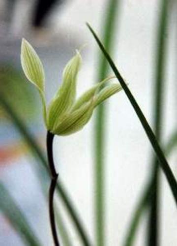 金奖兰花"奇花素(连瓣)"