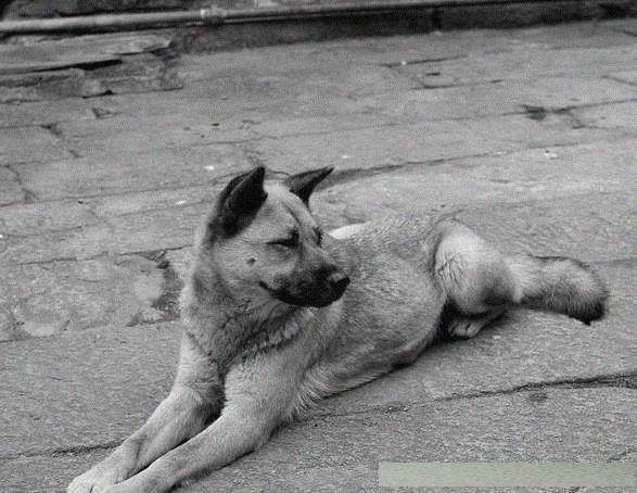 这是灰犬.随着,外国狗狗大量引入中国.