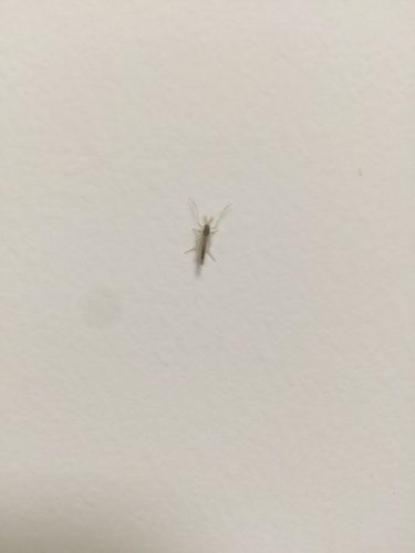 墙壁上全是这种蚊子怎么办,为什么会有,是灯光还是空调,怎么消除