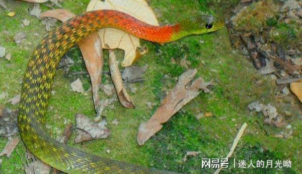 毒液|毒蛇|中毒|毒牙_网易订阅