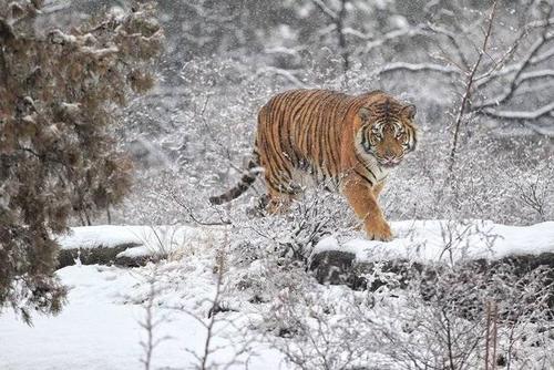 威风凛凛!老虎大雪中漫步,尽显兽王雄威