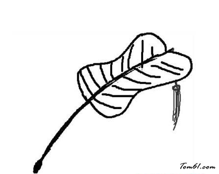 芭蕉扇的简笔画步骤