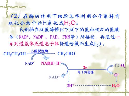 第五章 生物氧化与氧化磷酸化详解.ppt