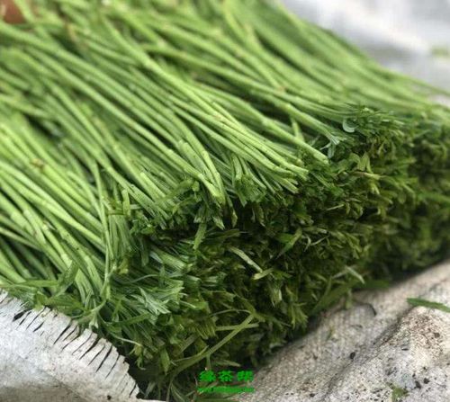 芦蒿茶的功效与作用