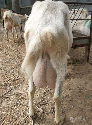 山东莎能奶山羊便宜奶山羊价格奶山羊一天出几斤奶