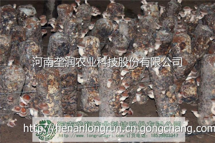 卢氏干香菇_供应产品_河南垄润农业科技股份有限公司