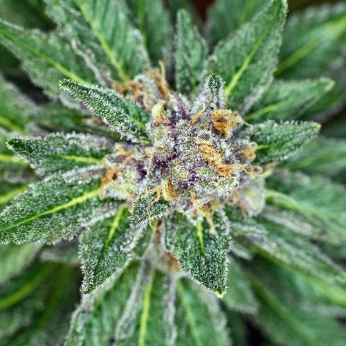 hemp flower