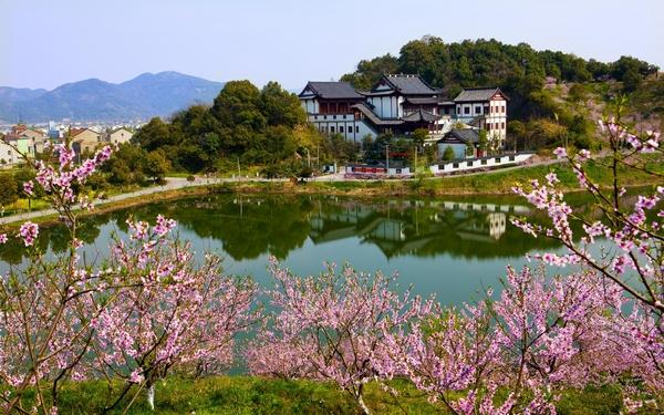 浦阳桃花提前半月开::浦阳网::萧山网镇街网