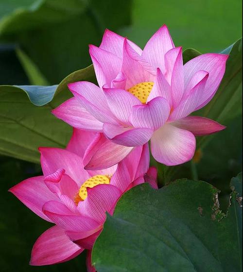 "一方天池水,十里荷花美"江奕邀您看荷花
