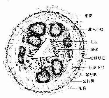 阑尾(横切)