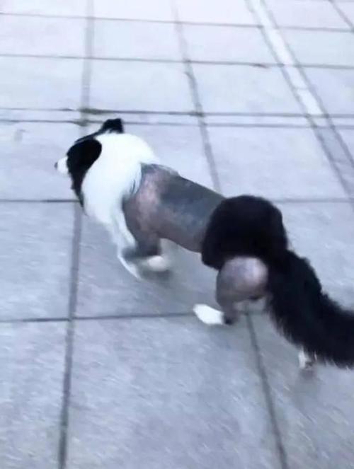 网友遛弯看到一只边牧,狗狗造型雷翻天,网友:是要去参加走秀吗?