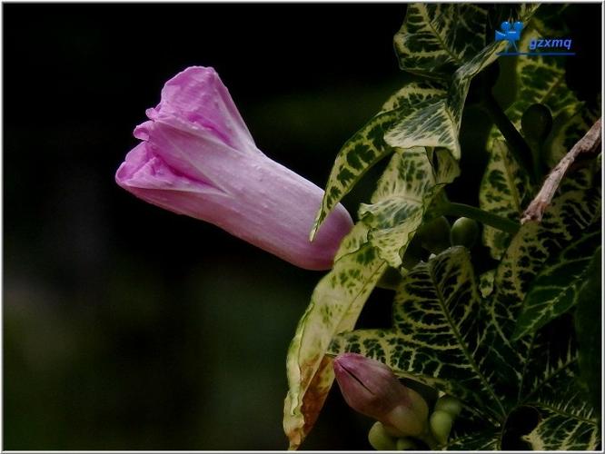 七爪龙 ipomoea mauritiana