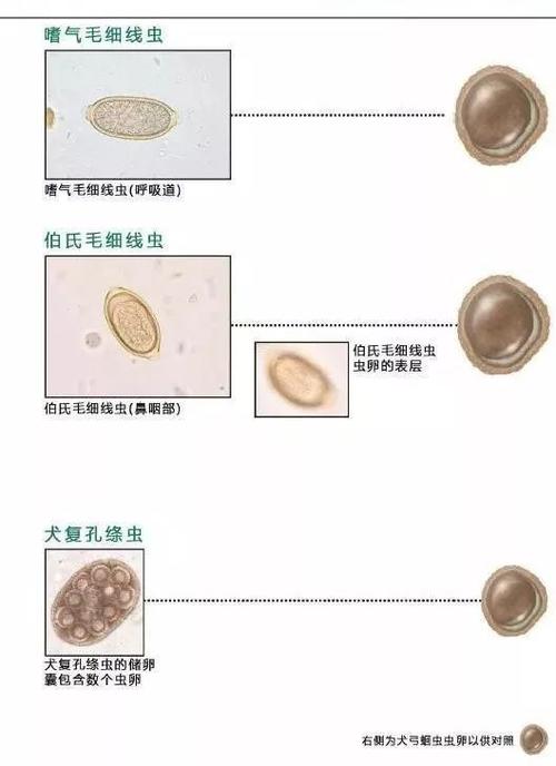 血液,尿液,粪便中常见寄生虫的鉴别