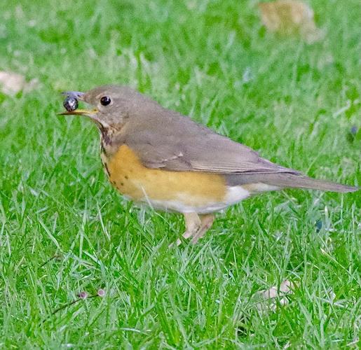 灰背鸫 雌鸟吃果子