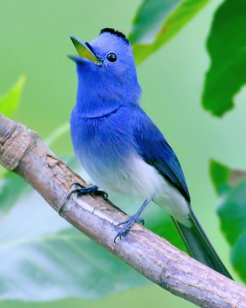 雄鸟除腹和尾下覆羽白色外,通体包括两翅和尾表面几全为青蓝色,头顶天