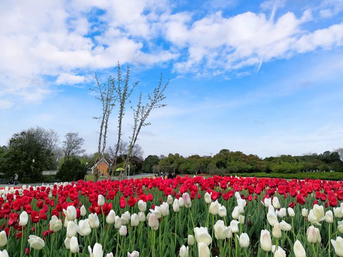 合肥植物园的春天