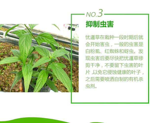 海南原产地精良纯种黎王草种苗 优顿草苗 忧遁草种子 优盾草枝条