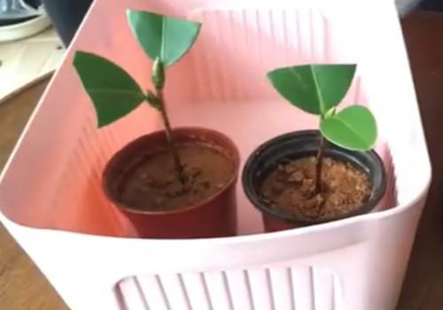 茶花最简单插扦方法图解