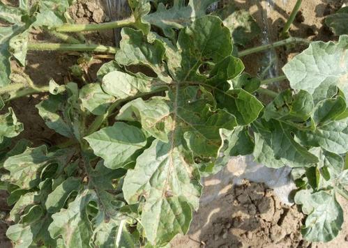 西瓜八大病害高清图谱防治方法