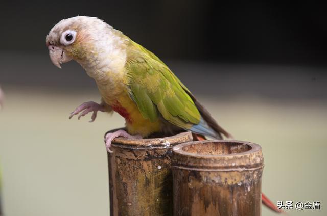 家养一只灰鹦鹉犯法吗_灰鹦鹉和啄羊鹦鹉_运输家养野猪犯法不
