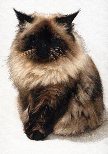 喜马拉雅猫