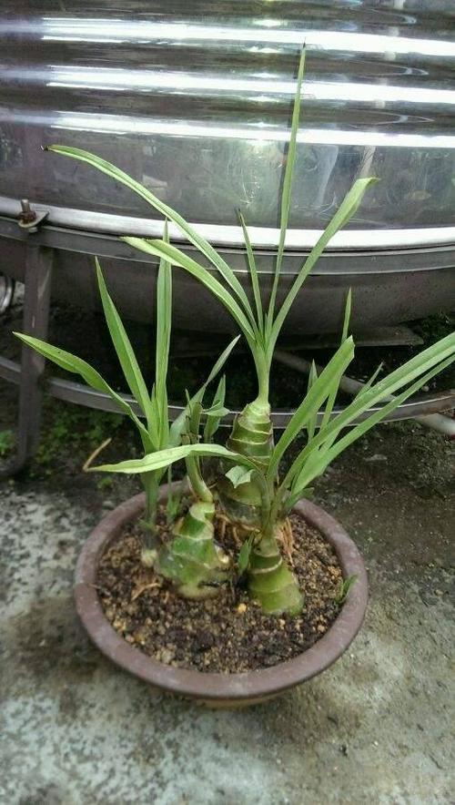 植物爱好者 向ta提问私信ta  展开全部 这是第二年生的美冠兰,可作