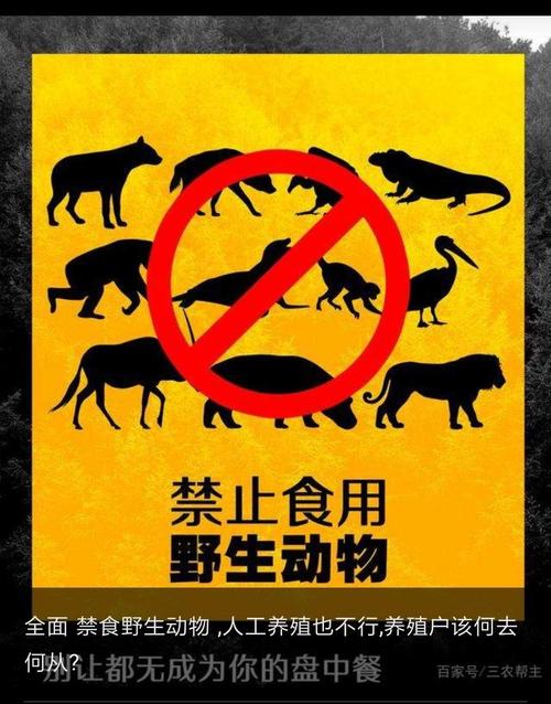 禁食野生动物