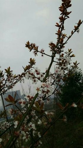 梨花枝头雪亦羞,云淡风清哪堪忧