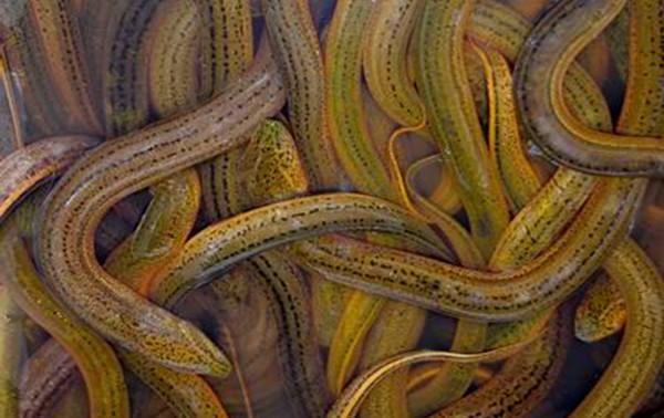 黄鳝食疗方精选