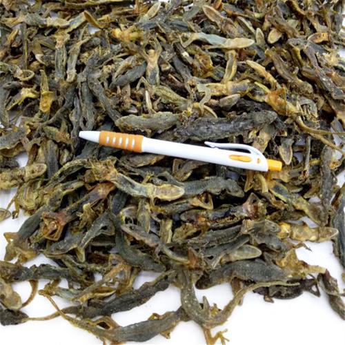壁虎 完整个子 通货