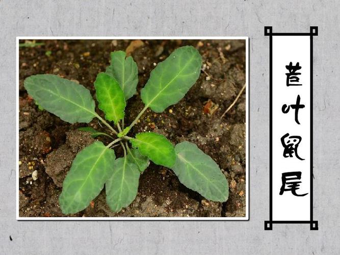 茎直立,连花序高约30厘米,基部入土部分有彼此靠近的宿存叶柄基部