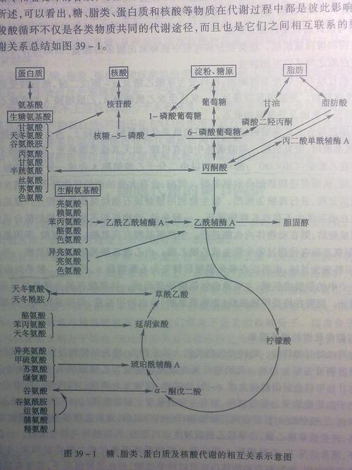 糖代谢,脂代谢,氨基酸代谢的关系联络图?包括分解和合成的过程.