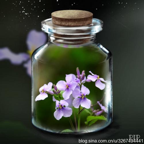 把春天装进瓶子里