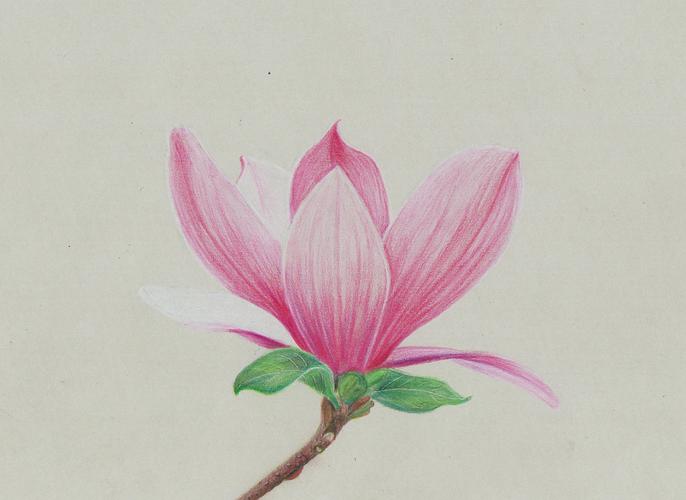 玉兰花|插画|商业插画|qmoonta - 原创作品 - 站酷 (zcool)