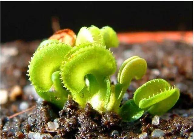 厉害了我的捕蝇草,超萌小吃货