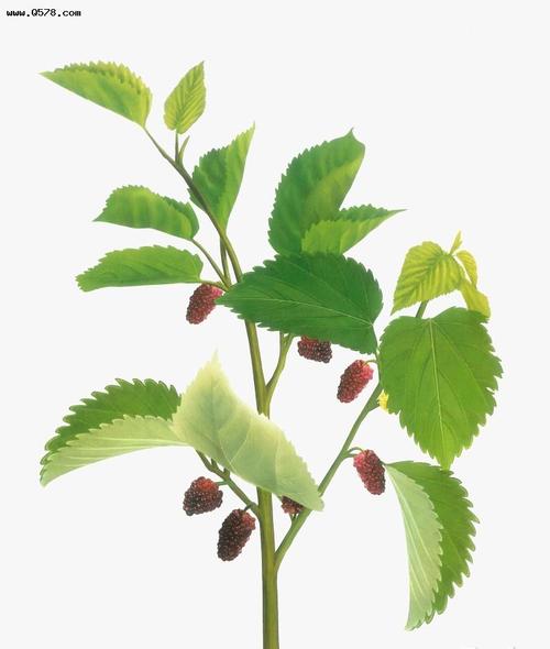 中药古今研究:桑枝