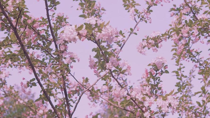 海棠花唯美动人高清写真,高清壁纸图片,鲜花背景-回车