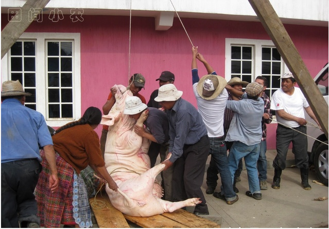 村民用另类手法宰杀800斤的肥猪,看得我手心直冒汗!