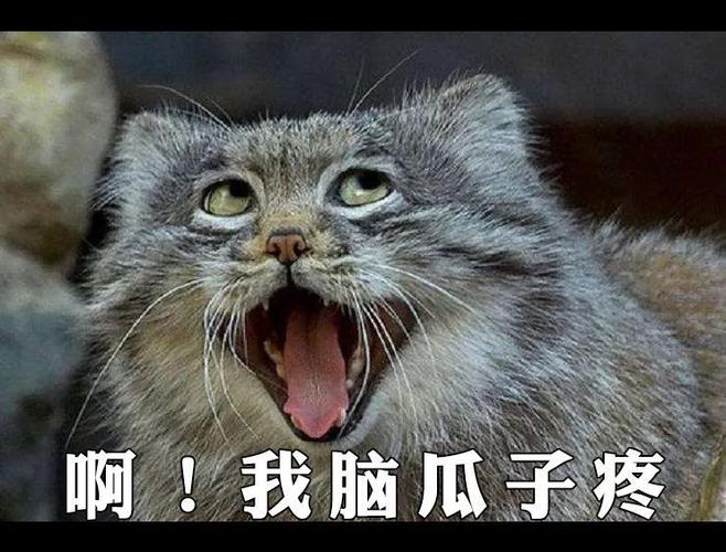 社长忍着看了 20分钟就走了,脑瓜子疼!我 惹不起,还躲不起了!