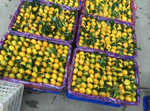 东莞下桥水果批发市场-代销柑橘脐橙