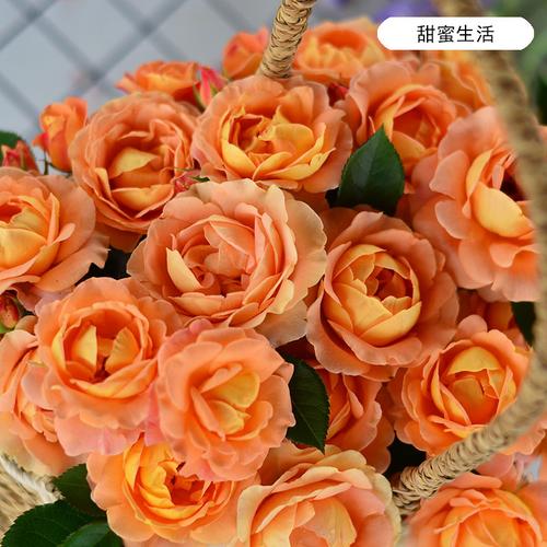 法国戴尔巴德月季盆栽虹越巴度玫瑰希玛欢迎花卉