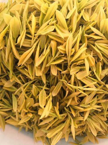 安吉黄金叶茶 20新茶黄金芽茶叶特级安吉白茶黄金叶黄金白茶黄金100克