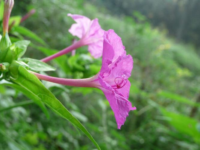 紫茉莉 有毒部份:根,叶和种子 中毒症状:误食会引起腹泻.