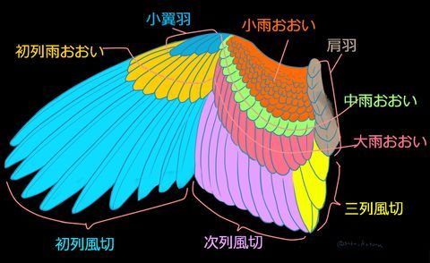 太自然呢翅膀结构翅膀画法翅膀的画法羽毛结构翅膀的结构羽毛画法翅膀