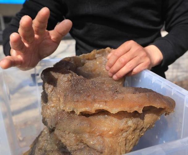 有哪些违背生命规律的生物跳出三界外的太岁你听说过吗