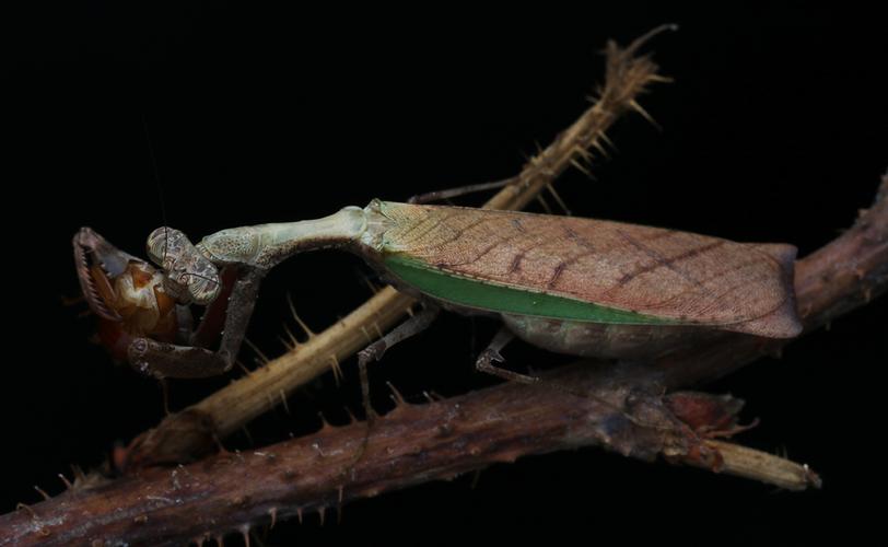 姬螳螳螂宠物森林野人日本活体另类昆虫其他爬虫